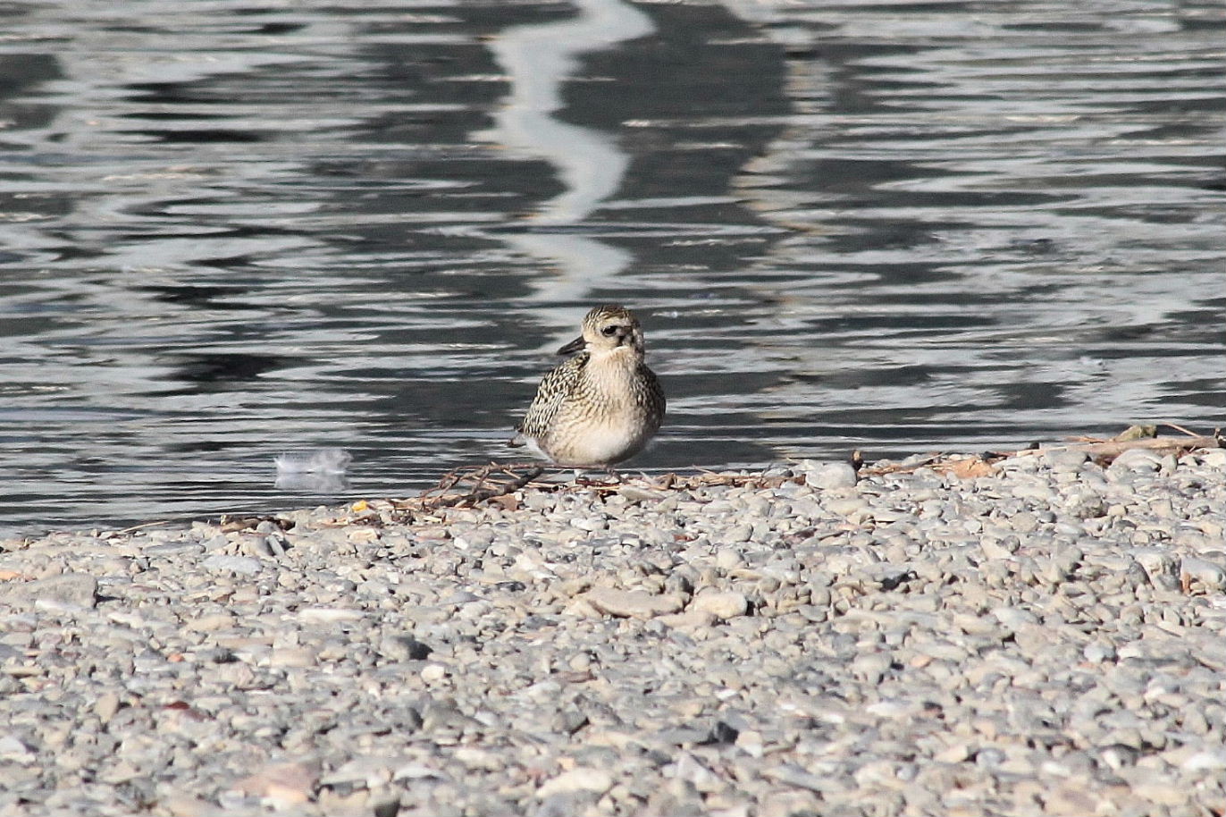 Pluvialis squatarolaPivieressa